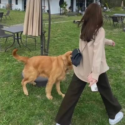 圣诞佳丽